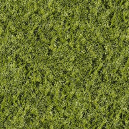 Zoysia tenuifolia