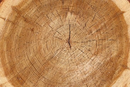 Срез дерева