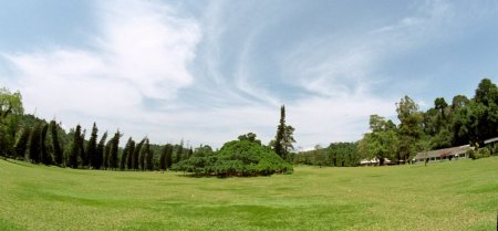 Вид на лес панорама