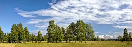 Панорама деревья