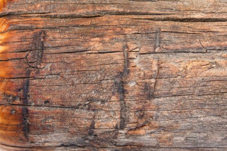 Ламинат Belfloor Provence Reef 8 bf82-749-RF