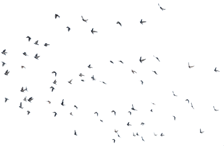 Птицы на прозрачном фоне для фотошопа