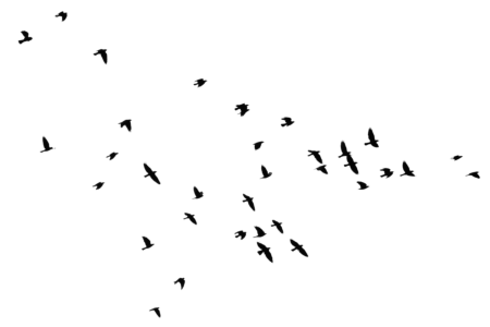 Обои с перьями