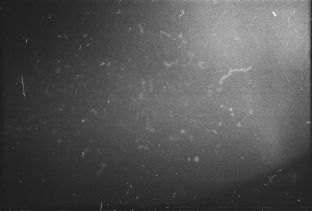Скан пленочного зерна Ilford Delta 400pr