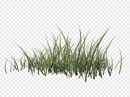 Трава клипарт PNG