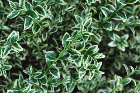 Buxus sempervirens 'variegata'