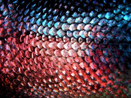 Чешуя Салмон