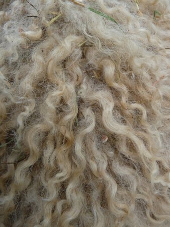 Текстура овечьей шерсти (39 фото)