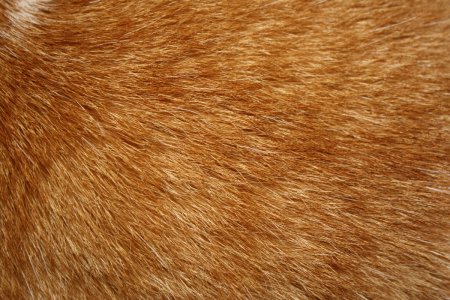 Кошачья шерсть текстура