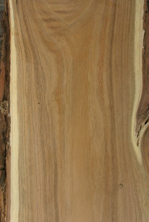 Древесина Robinia;