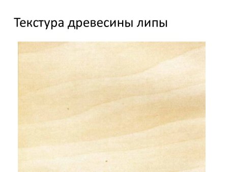 Липа текстура древесины