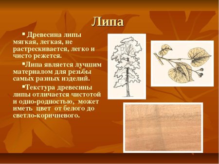 Липа структура древесины