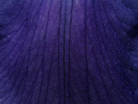 Текстура цветка лепестка