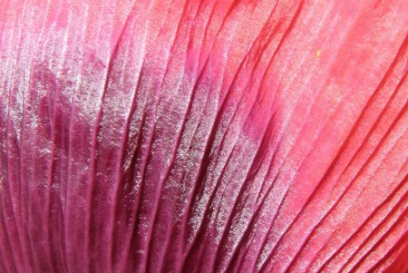 Petal текстура