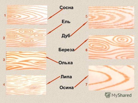Ольха структура древесины