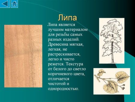 Липа свойства древесины