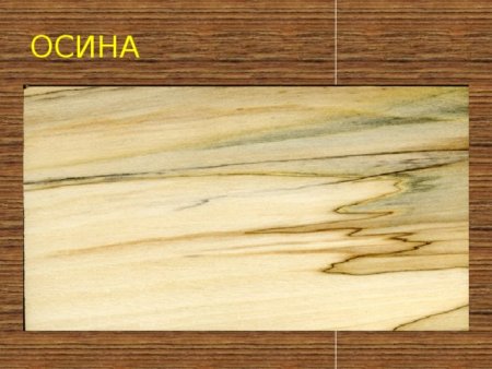Тополь структура дерева