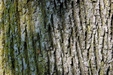 Maple Bark