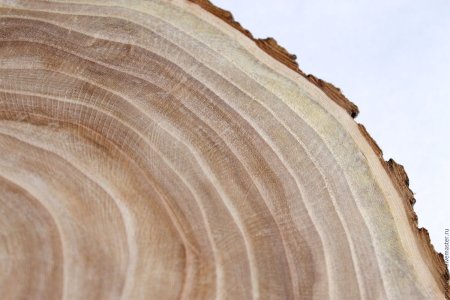 Карагач фактура древесины