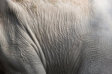 Текстура кожи слона (41 фото)