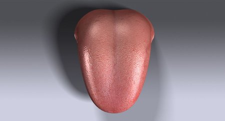 Человеческий язык 3d модель