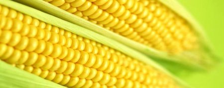 Текстура кукурузы (43 фото)