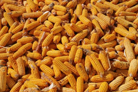 Лист кукурузы