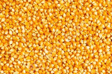 Кукуруза Limagrain