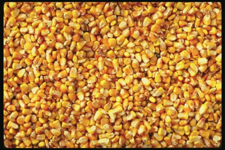 Кукурузное поле