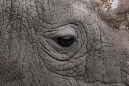 Текстура слона (41 фото)