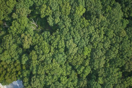 Лес вид сверху