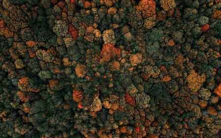 Текстура леса вид сверху