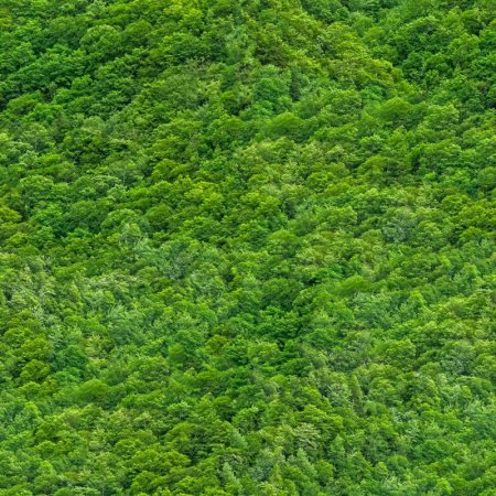 Текстура леса бесшовная