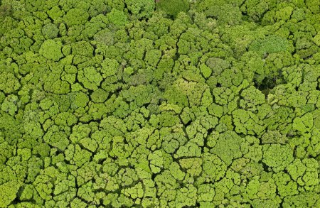 Лесной массив вид сверху