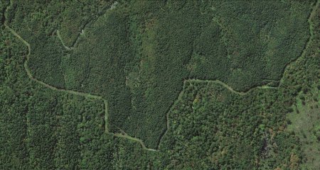 Текстура леса сверху (47 фото)