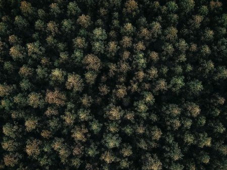 Лес вид сверху