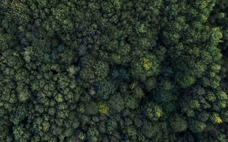 Много деревьев сверху