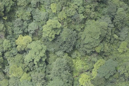 Лес вид сверху для генплана