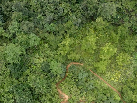 Текстура деревья вид сверху