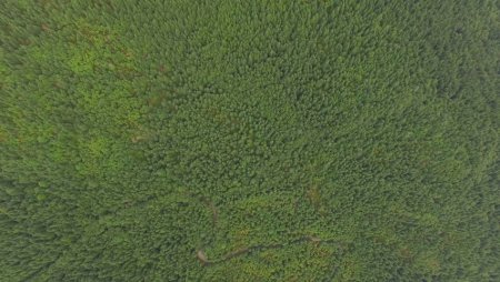 Лес вид сверху текстура