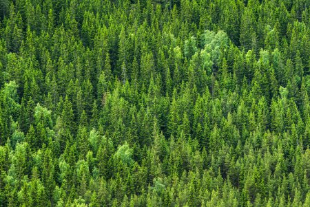 Лес с высоты птичьего полета