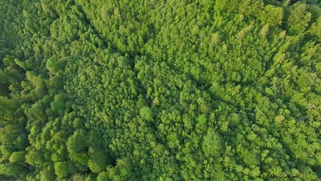 Лес деревья вид сверху