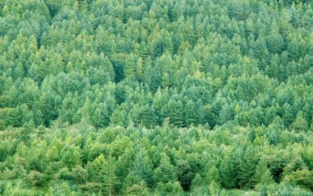 Лес вид с боку