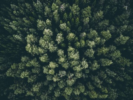 Сосновый лес сверху