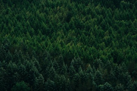 Хвойный лес