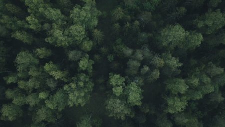 Трава вид сверху