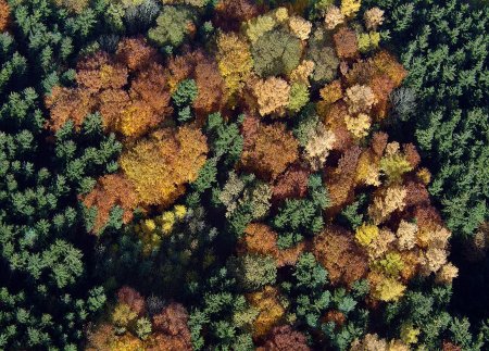 Лес сверху текстура