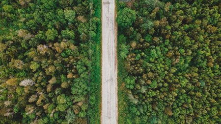 Тропинка в лесу вид сверху