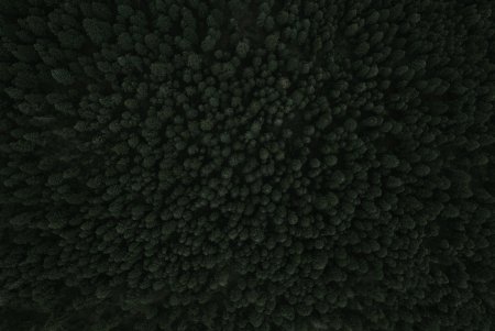 Лес сверху