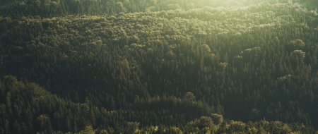 Лес вид с земли